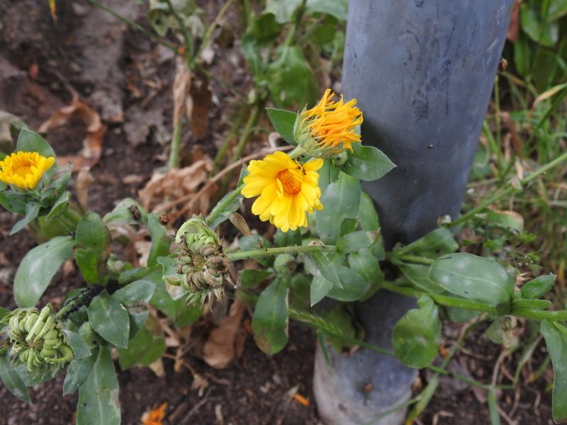 Calendula officinalis, photographed by Yann Kemper