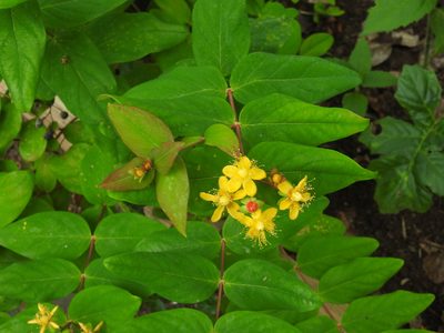 Hypericum androsaemum, photographed by Yann Kemper