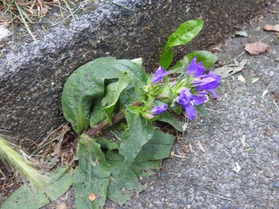 Campanula glomerata, photographed by Yann Kemper