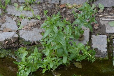 Veronica anagallis-aquatica, photographed by Pavel Kacl