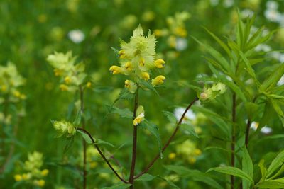 Rhinanthus alectorolophus, photographed by Tobias Schönberg