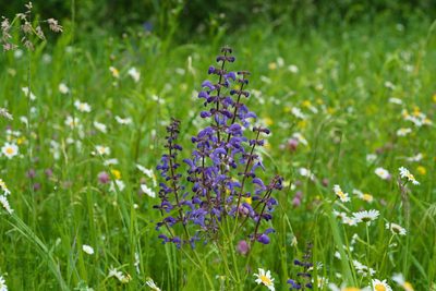Salvia pratensis, photographed by Tobias Schönberg