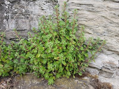 Parietaria judaica, photographed by ahabo