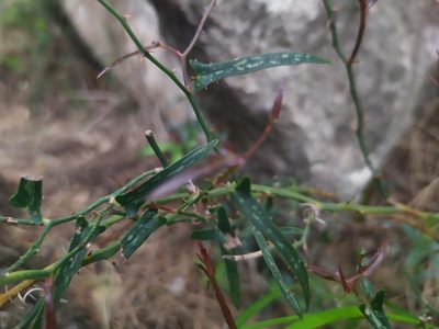 Smilax aspera, photographed by carnifex