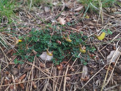 Lotus tetraphyllus, photographed by carnifex