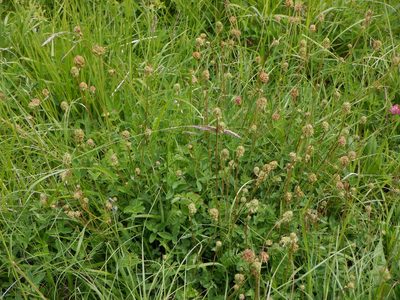 Sanguisorba minor, photographed by Karen Fry