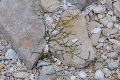 Cynodon dactylon, photographed by Bonnie Semmling