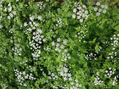 Chaerophyllum temulum, photographed by ahabo