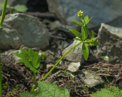 Ranunculus abortivus, photographed by M. Squire