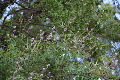 Vitex agnus-castus, photographed by Bonnie Semmling