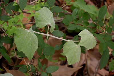 Vitis mustangensis, photographed by Bonnie Semmling