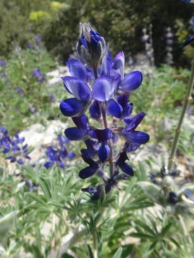 Lupinus pilosus, photographed by Ben Costamagna