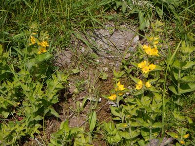 Lysimachia punctata, photographed by Karen Fry