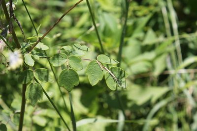 Thalictrum pubescens