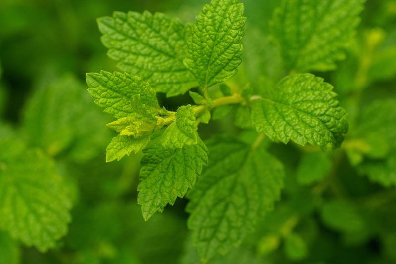 Melissa officinalis, photographed by Derek Winterburn