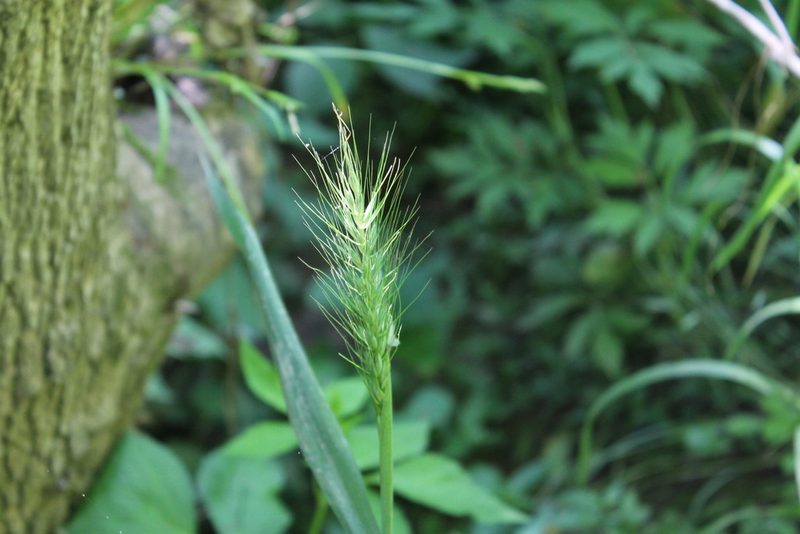 Elymus villosus, photographed by Violet T.