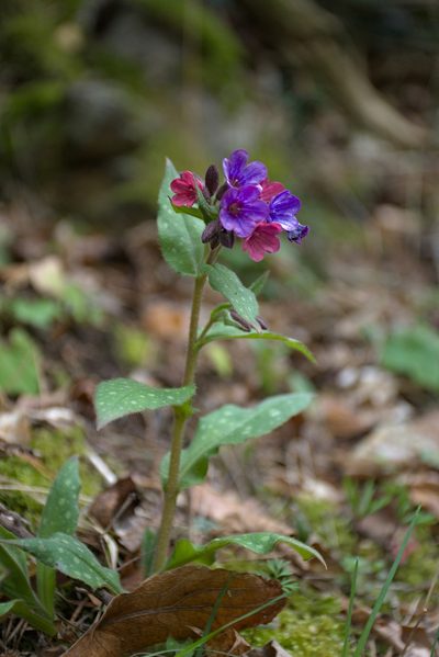 Pulmonaria affinis, photographed by dcourtine