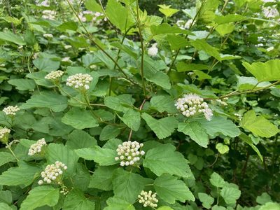 Physocarpus opulifolius, photographed by Susan Berry
