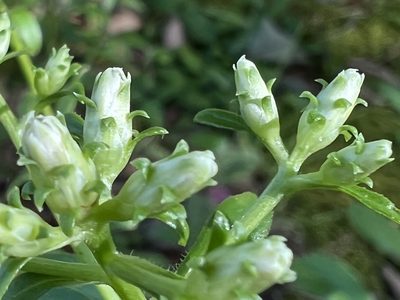 Sericocarpus asteroides, photographed by Anne Parker