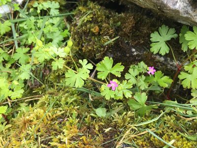 Geranium lucidum, photographed by B. Phalan
