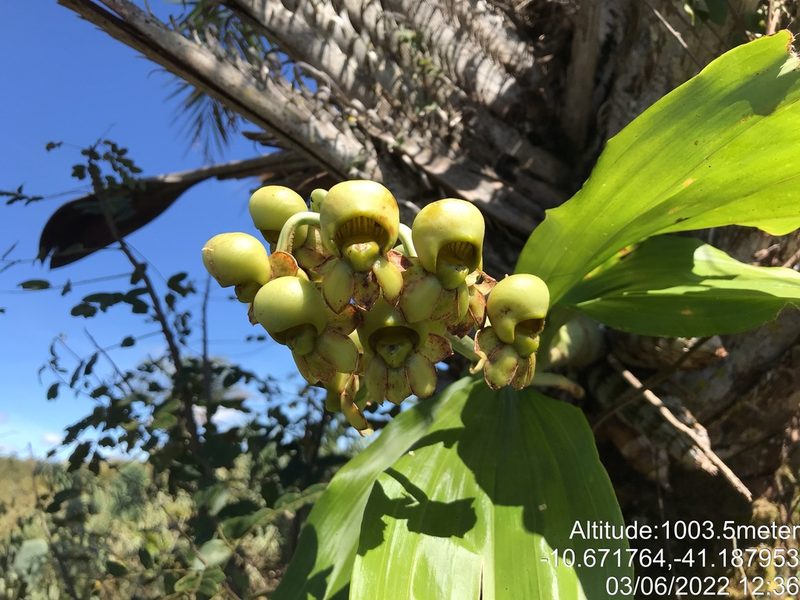 Catasetum luridum, photographed by vitordematos12