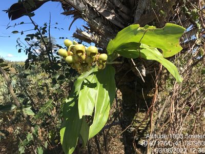 Catasetum luridum, photographed by vitordematos12