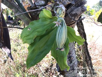 Catasetum luridum, photographed by vitordematos12