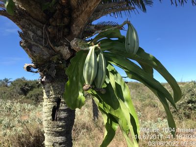 Catasetum luridum, photographed by vitordematos12