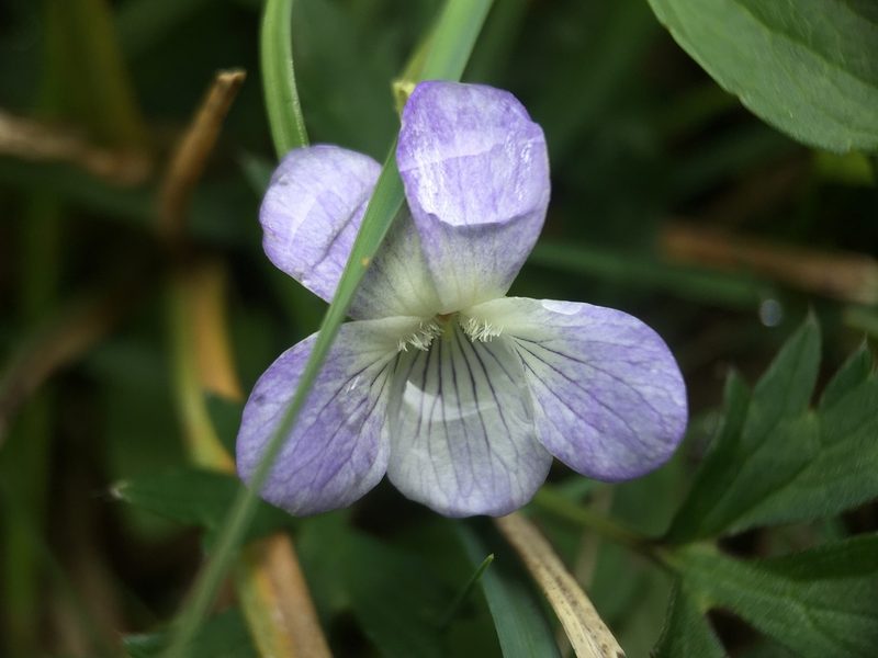Viola stagnina, photographed by B. Phalan