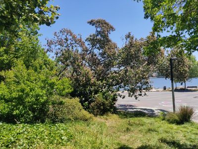 Aesculus californica, photographed by Alexander Wentworth