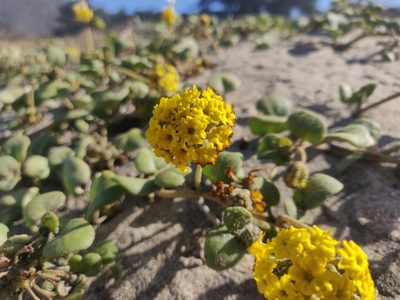 Abronia latifolia, photographed by Alexander Wentworth