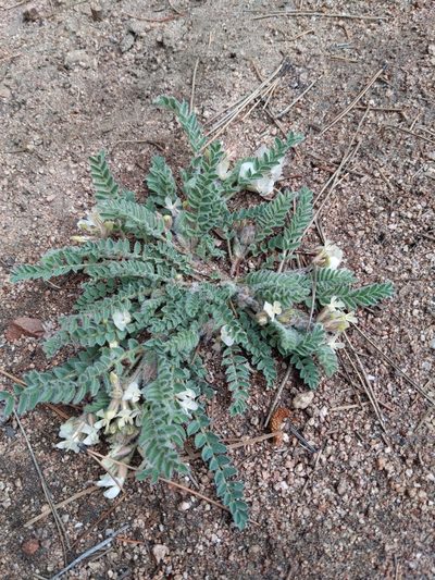 Astragalus parryi, photographed by Abby Benson