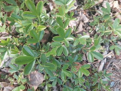 Sibbaldia tridentata, photographed by Carter Dorscht