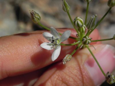 Muilla maritima, photographed by James C. Davis
