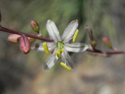 Hooveria parviflora