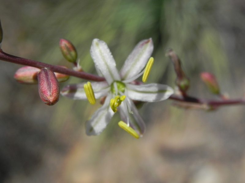 Hooveria parviflora, photographed by James C. Davis