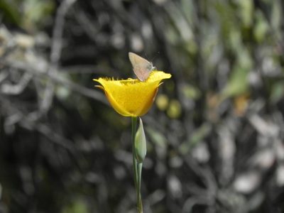 Calochortus weedii, photographed by James C. Davis