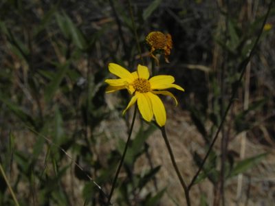 Helianthus gracilentus, photographed by James C. Davis