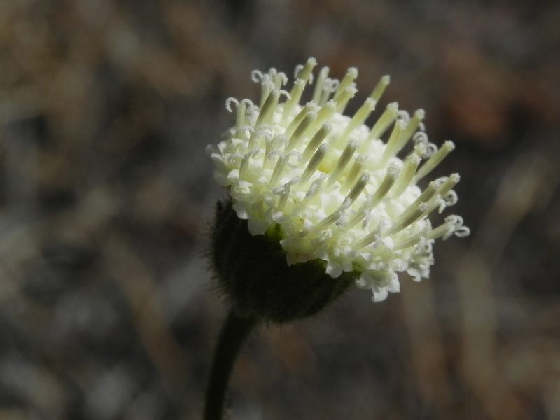 Chaenactis artemisiifolia, photographed by James C. Davis