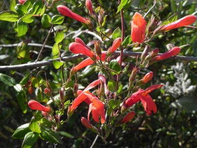 Keckiella cordifolia, photographed by James C. Davis