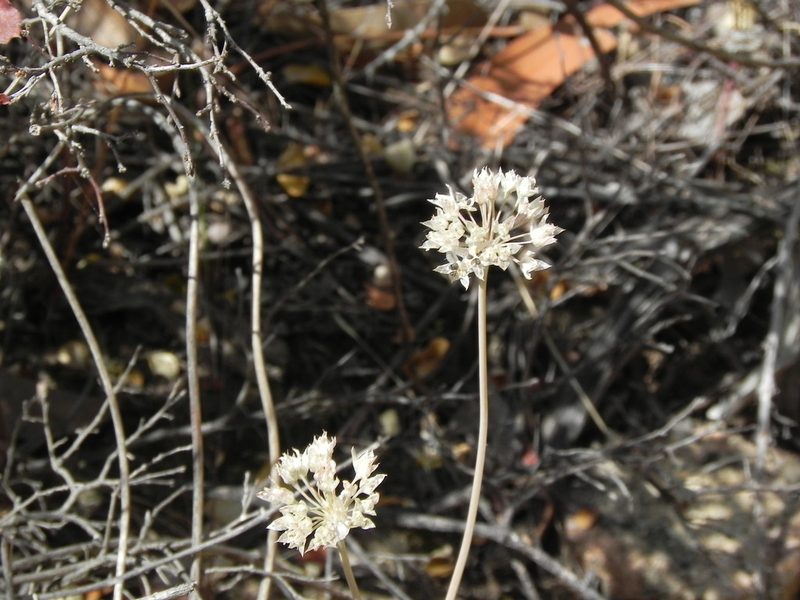 Allium haematochiton, photographed by James C. Davis