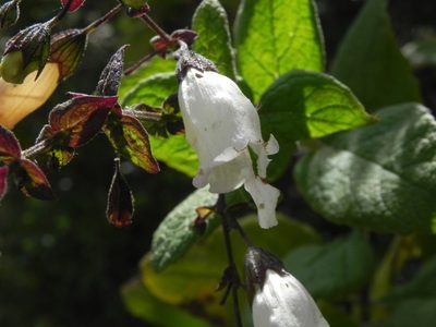 Lepechinia cardiophylla, photographed by James C. Davis