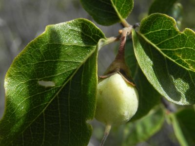 Styrax redivivus, photographed by James C. Davis