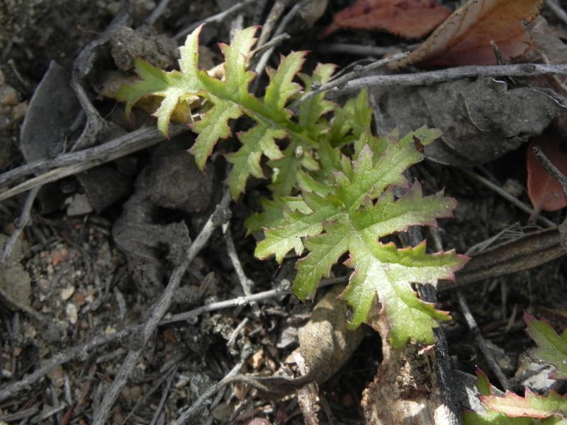 Pedicularis densiflora, photographed by James C. Davis