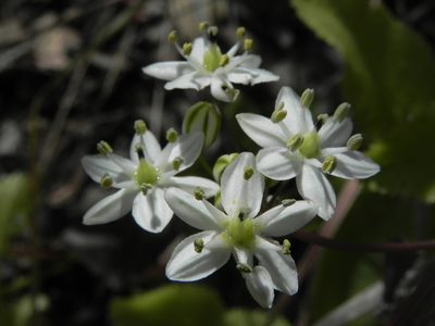 Muilla maritima, photographed by James C. Davis