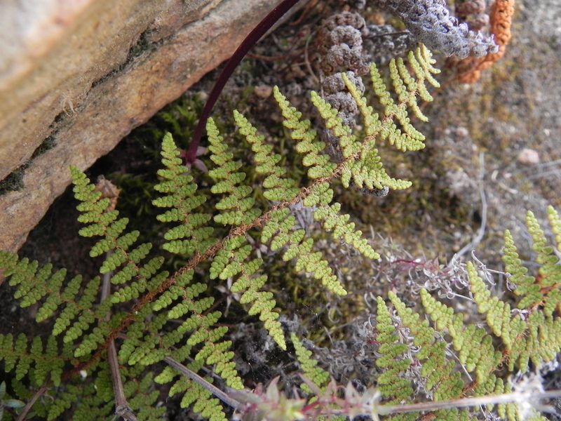 Myriopteris clevelandii, photographed by James C. Davis