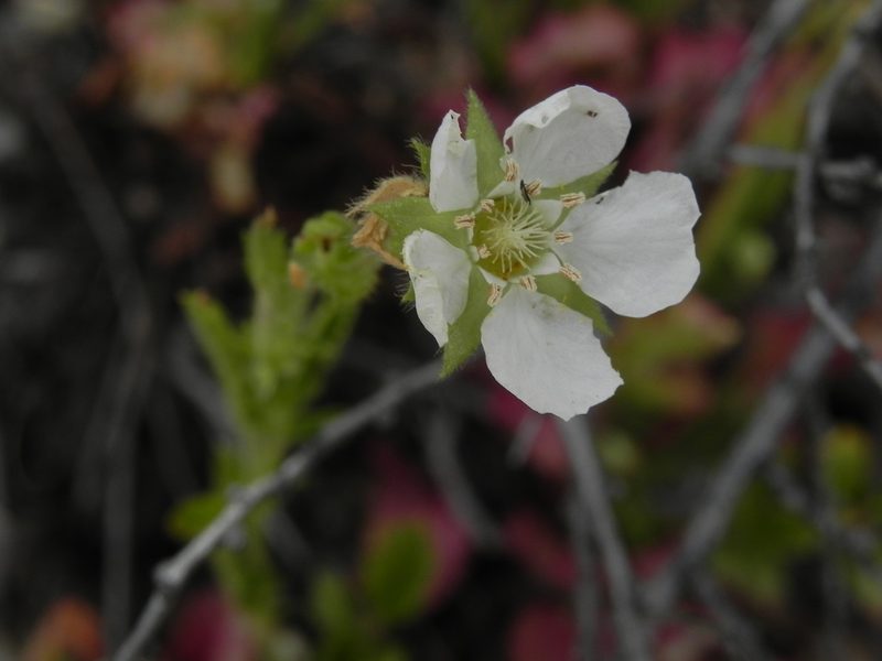Potentilla truncata, photographed by James C. Davis
