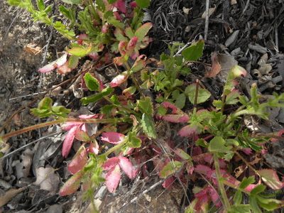 Potentilla truncata, photographed by James C. Davis