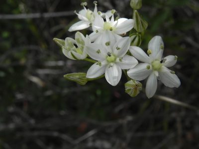 Muilla maritima