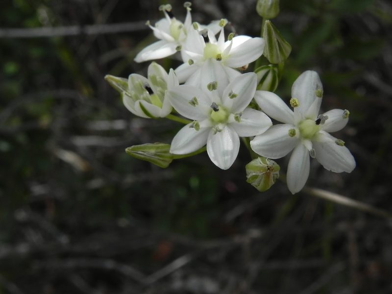 Muilla maritima, photographed by James C. Davis